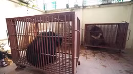 Cứu hộ ba cá thể gấu tại 'thủ phủ nuôi nhốt gấu'