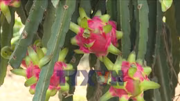 Nỗ lực tạo ra chuỗi giá trị sản phẩm cho trái thanh long 