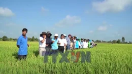 Trình diễn giống lúa mới với nhiều ưu điểm vượt trội tại An Giang
