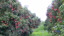 Vải trứng Hưng Yên được mùa, được giá 