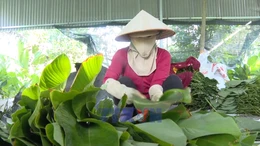 Rộn ràng mùa thu hoạch lá dong phục vụ Tết