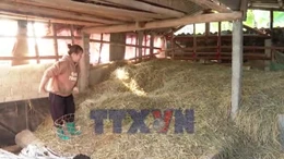 Phú Thọ: Chủ động chống rét cho đàn gia súc
