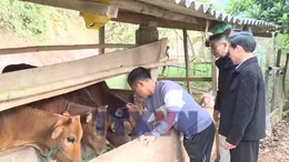 Nông dân Sơn La phòng, chống đói rét cho đàn gia súc