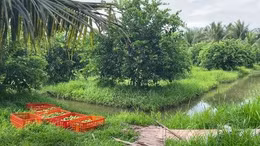 Liên kết mở rộng thị trường xuất khẩu chanh không hạt Vĩnh Long