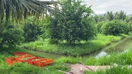 Liên kết mở rộng thị trường xuất khẩu chanh không hạt Vĩnh Long
