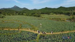 Mùa sen Trà Lý Gắn kết con người, thiên nhiên và du lịch bền vững