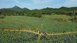 Mùa sen Trà Lý Gắn kết con người, thiên nhiên và du lịch bền vững