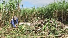 Liên kết doanh nghiệp và nông dân trong sản xuất mía