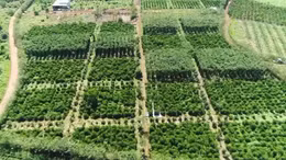 Việt Nam thuộc nhóm rủi ro thấp trong Quy định chống phá rừng của EU