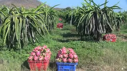 Tăng cường giám sát mã số vùng trồng thanh long xuất khẩu