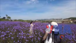 Trào lưu đến Mộc Châu chụp ảnh mùa hoa