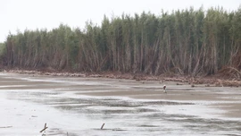 Hơn 9km bờ biển ở Vĩnh Long bị sạt lở nghiêm trọng