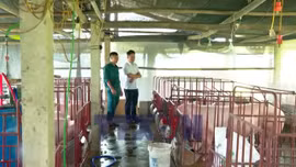 Đảm bảo an toàn dịch bệnh khi tái đàn vật nuôi