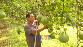 Bưởi Tết có xu hướng tăng giá do mất mùa