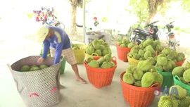 Xuất khẩu rau quả khó về đích