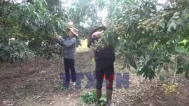 Thủ phủ nhãn lồng Hưng Yên chuẩn bị vào vụ thu hoạch