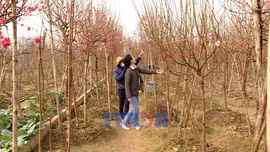 Người dân Hà Nội chơi đào Tết sớm