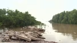 Trồng rừng ngập mặn góp phần bảo vệ môi trường sinh thái