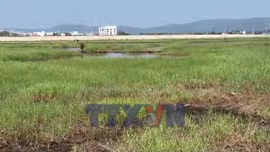 Hàng trăm hecta đất lúa bị bỏ hoang vì nhiễm mặn nặng