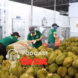 Xuất khẩu rau quả phá kỷ lục, sầu riêng tăng hơn 700%