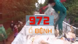 Bùng phát dịch tả lợn châu Phi - 'Cơn ác mộng' với ngành chăn nuôi