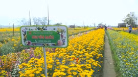 Vườn hoa Dương Nỗ rộn ràng ngày giáp Tết