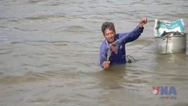 Nông dân Đồng Tháp nhộn nhịp nghề 'ăn theo' con nước