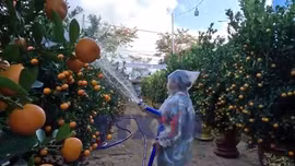 Xuân về trên 'thủ phủ' quất cảnh Đà Nẵng