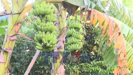 Nông dân Hải Phòng được mùa chuối Tết