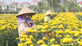 Hoa cúc Nhân Vực sẵn sàng phục vụ Tết