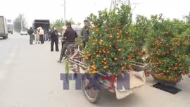 Quất cảnh Thanh Hà hút khách ngày Tết