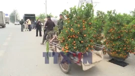 Quất cảnh Thanh Hà hút khách ngày Tết