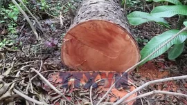 Hàng loạt cây xà cừ tại Hồ Nước Ngọt bị đốn hạ