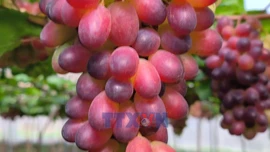 Nông dân tích cực chuẩn bị cho vụ nho Tết