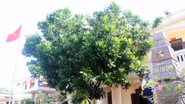 Cây bàng vuông - Biểu tượng của sức sống mãnh liệt