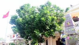 Cây bàng vuông - Biểu tượng của sức sống mãnh liệt
