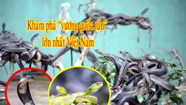 Trại rắn Đồng Tâm được mệnh danh là trại rắn lớn nhất Việt Nam.