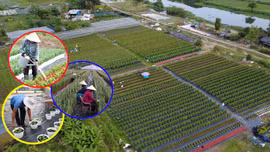 Giữ sắc xuân cho phố thị từ những vườn hoa Thới An TP Hồ Chí Minh.