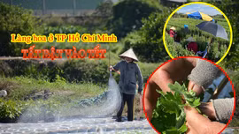 Làng hoa lớn nhất TP Hồ Chí Minh tất bật chăm sóc hoa Tết