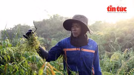 Người dân lại lội bùn, băng qua những khu vực rậm rạp để hái rau đọt choại mọc tự nhiên ở vùng ven TP Hồ Chí Minh.