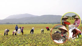 Mùa đậu xanh cận Tết ở vùng Bảy Núi An Giang