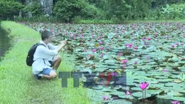 Sắc tím mùa hoa súng trên dòng Ngô Đồng