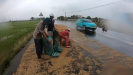 Vùng lũ Đắk Lắk không còn thóc giống cho mùa vụ mới