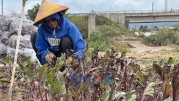 Khẩn trương khôi phục sản xuất rau màu ổn định thị trường