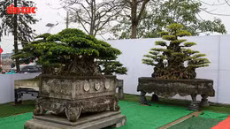 Đấu giá cây cảnh gây quỹ tôn tạo Đền Hóa Dạ Trạch