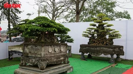 Đấu giá cây cảnh gây quỹ tôn tạo Đền Hóa Dạ Trạch