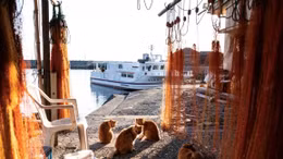 Khám phá 'thiên đường' của loài mèo ở Nhật Bản