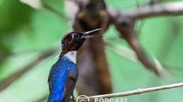 Bản giao hưởng chữa lành từ thiên nhiên