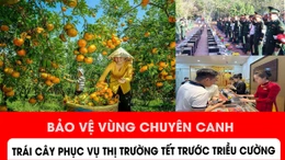 Bảo vệ vùng chuyên canh trái cây phục vụ Tết trước triều cường