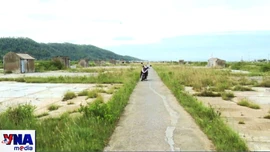 Diêm dân bỏ nghề, những đồng muối ở Thanh Hóa bị bỏ hoang